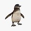 African Penguin Baby Low poly - Animated