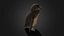 African Penguin Baby Low poly - Animated