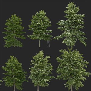 Cornus alternifolia - Pagoda dogwood 3D model