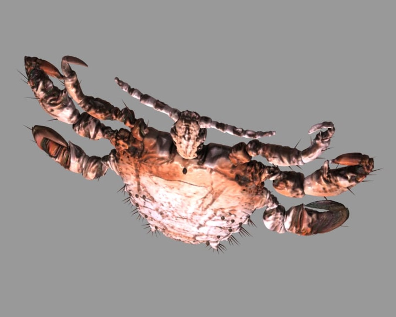 fbx crab louse