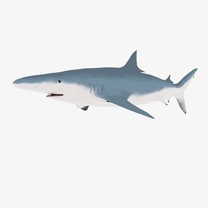 Blue shark