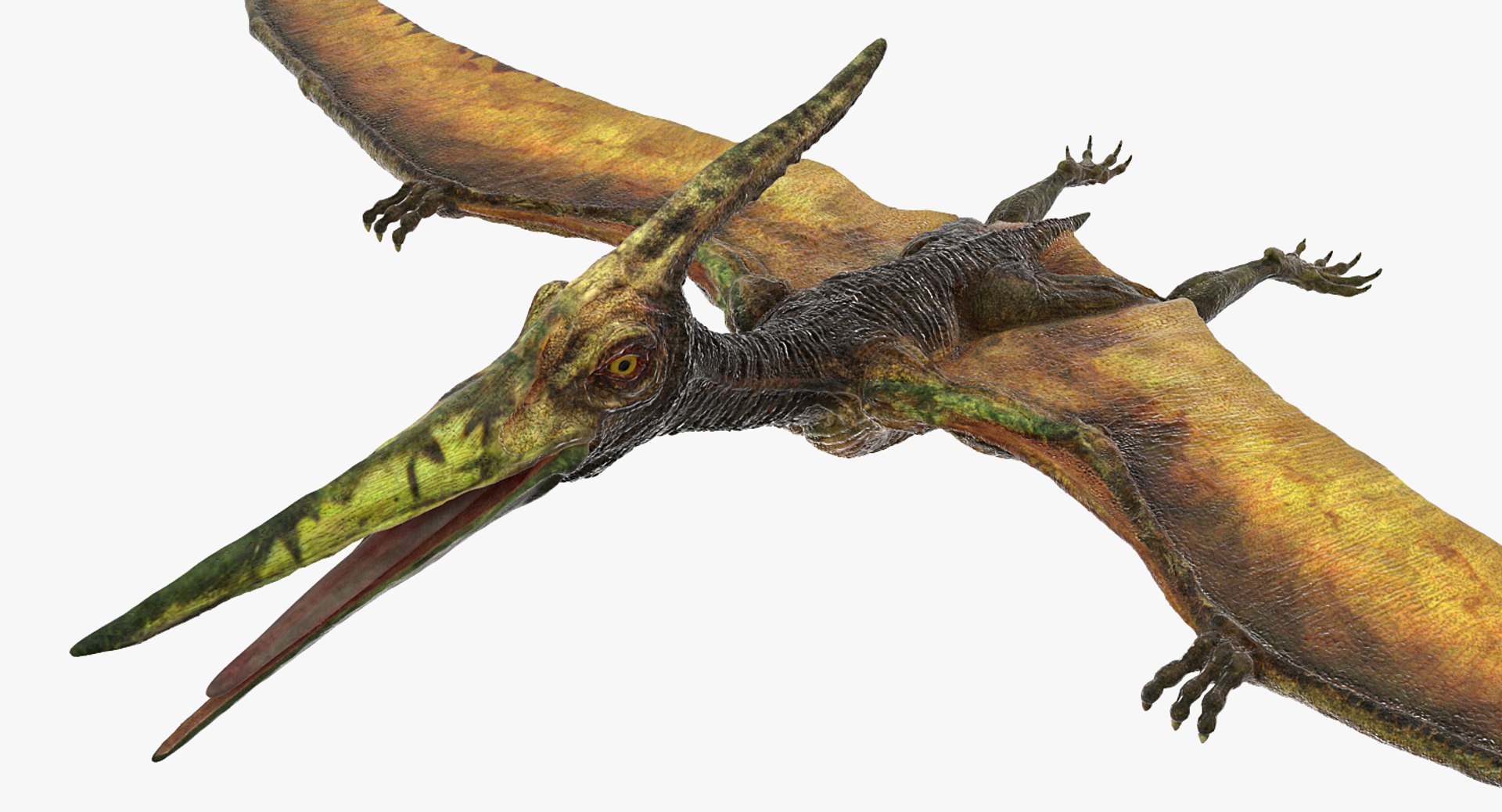 3d Pteranodon Flying Carnivorous Reptile Model - Turbosquid 1435776