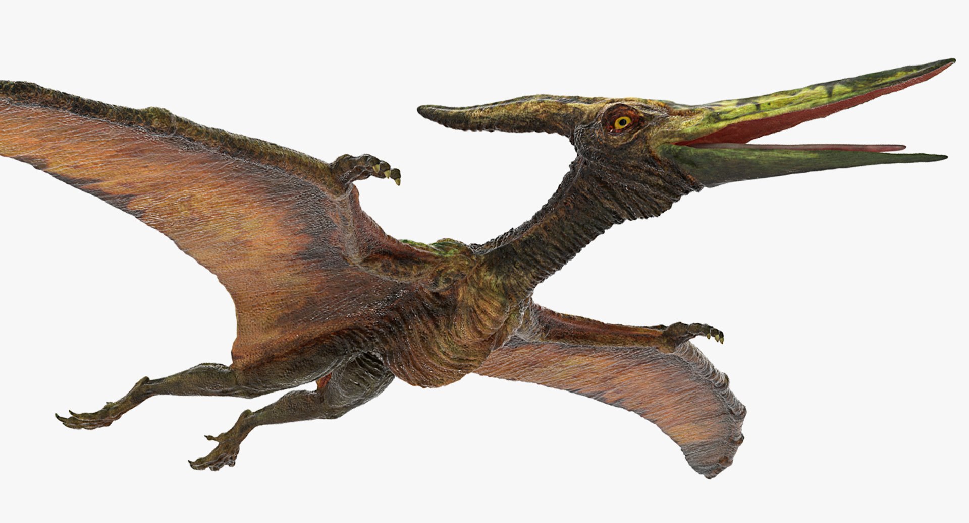 Pteranodon Flying Carnivorous Reptile Rigged for Maya 3D model preview