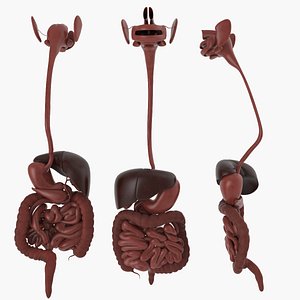 c4d digestive stomach intestine