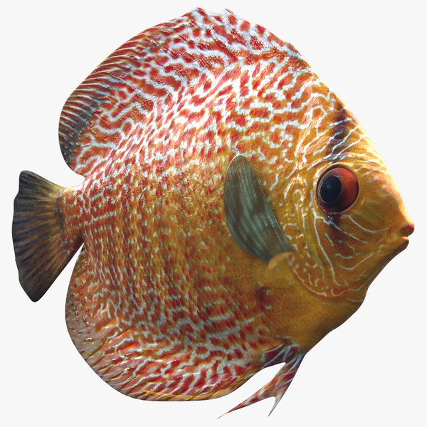 3d generic discus tropical fish