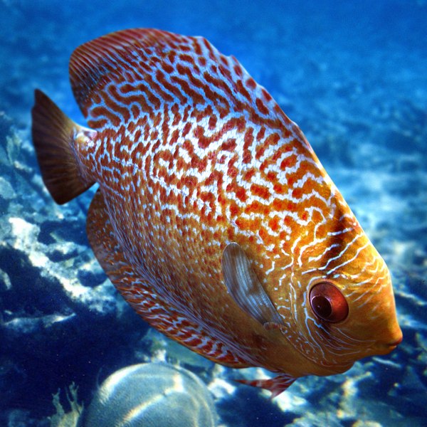 3d generic discus tropical fish