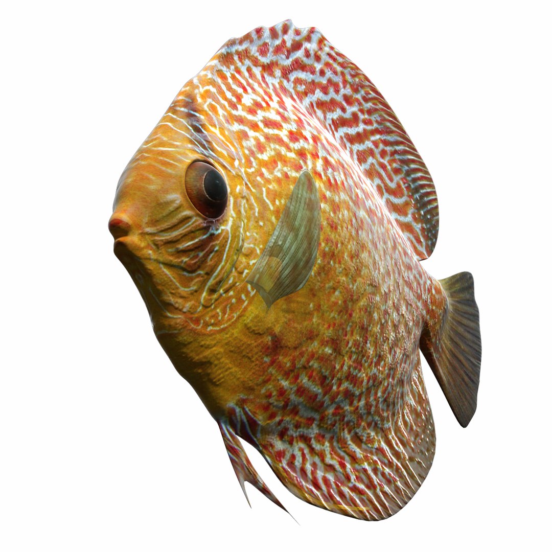 3d Generic Discus Tropical Fish