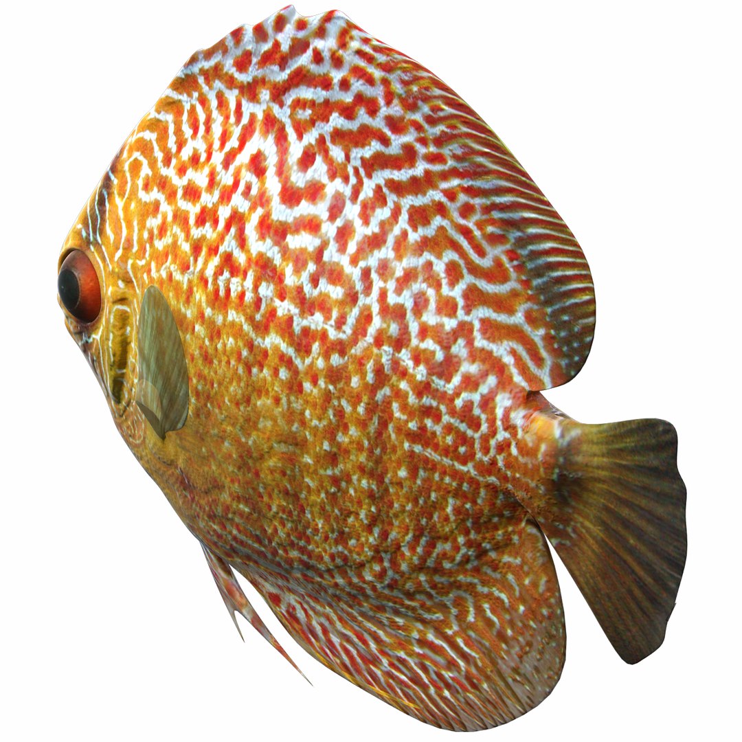 3d generic discus tropical fish https://p.turbosquid.com/ts-thumb/Fb/zbr3Yv/lEVKQVep/1122/png/1399239954/1920x1080/fit_q87/d08f57c51bd68fc3a4a0433d03e33909ee5fa388/1122.jpg