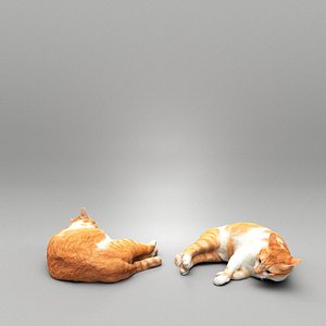 3D Lying cat 43 model