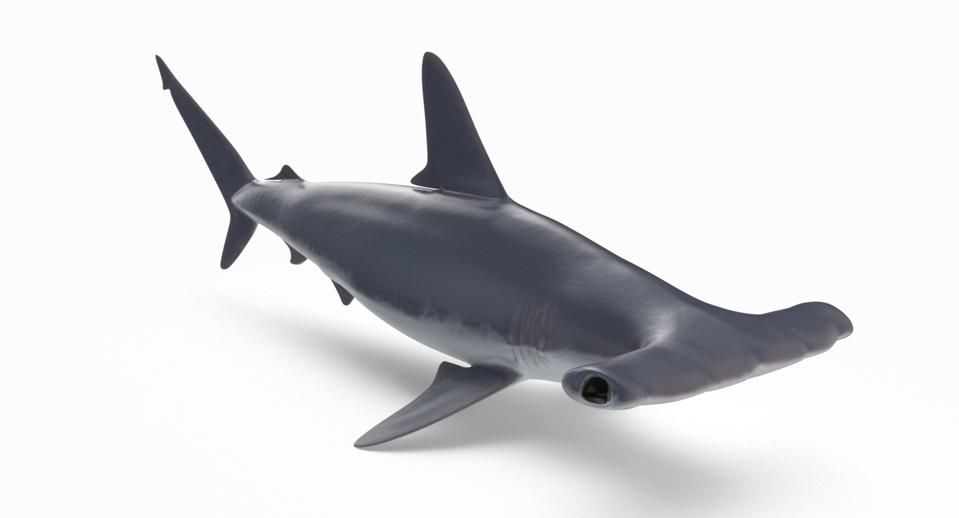 3D hammerhead shark - TurboSquid 1284622