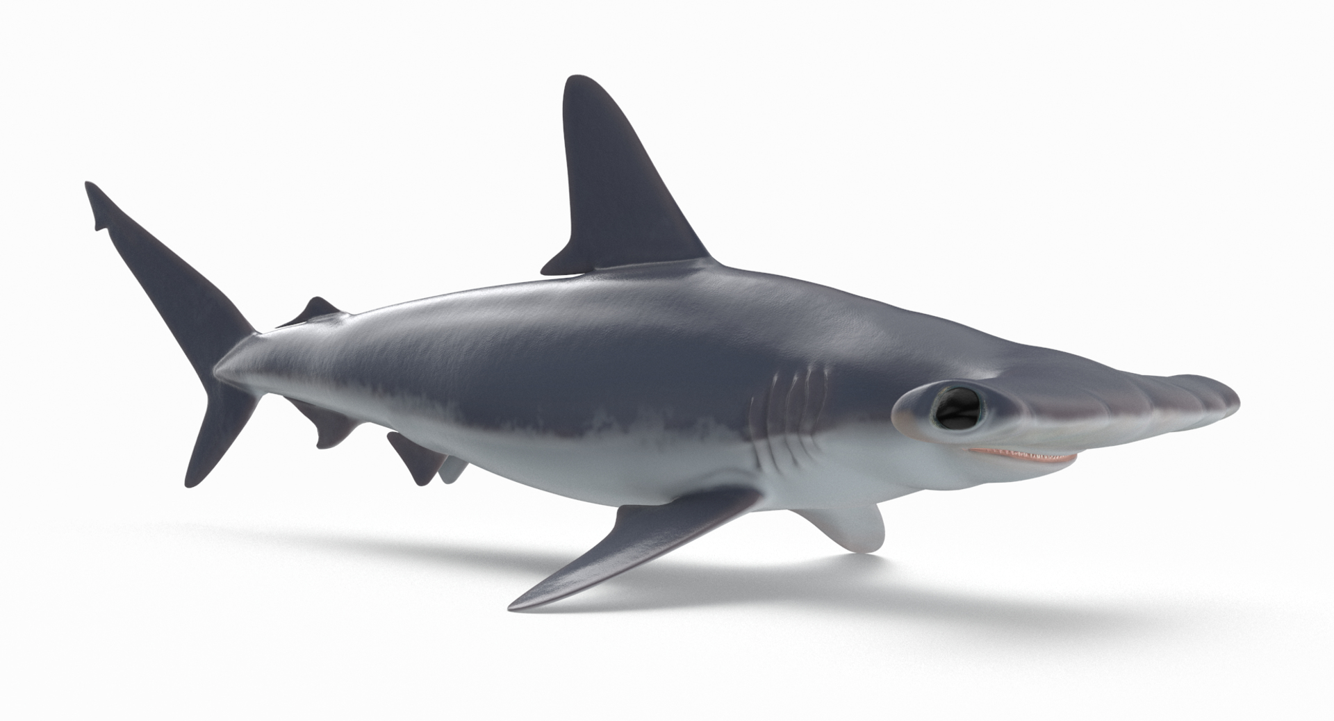 3D hammerhead shark - TurboSquid 1284622