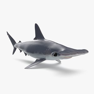3D hammerhead shark