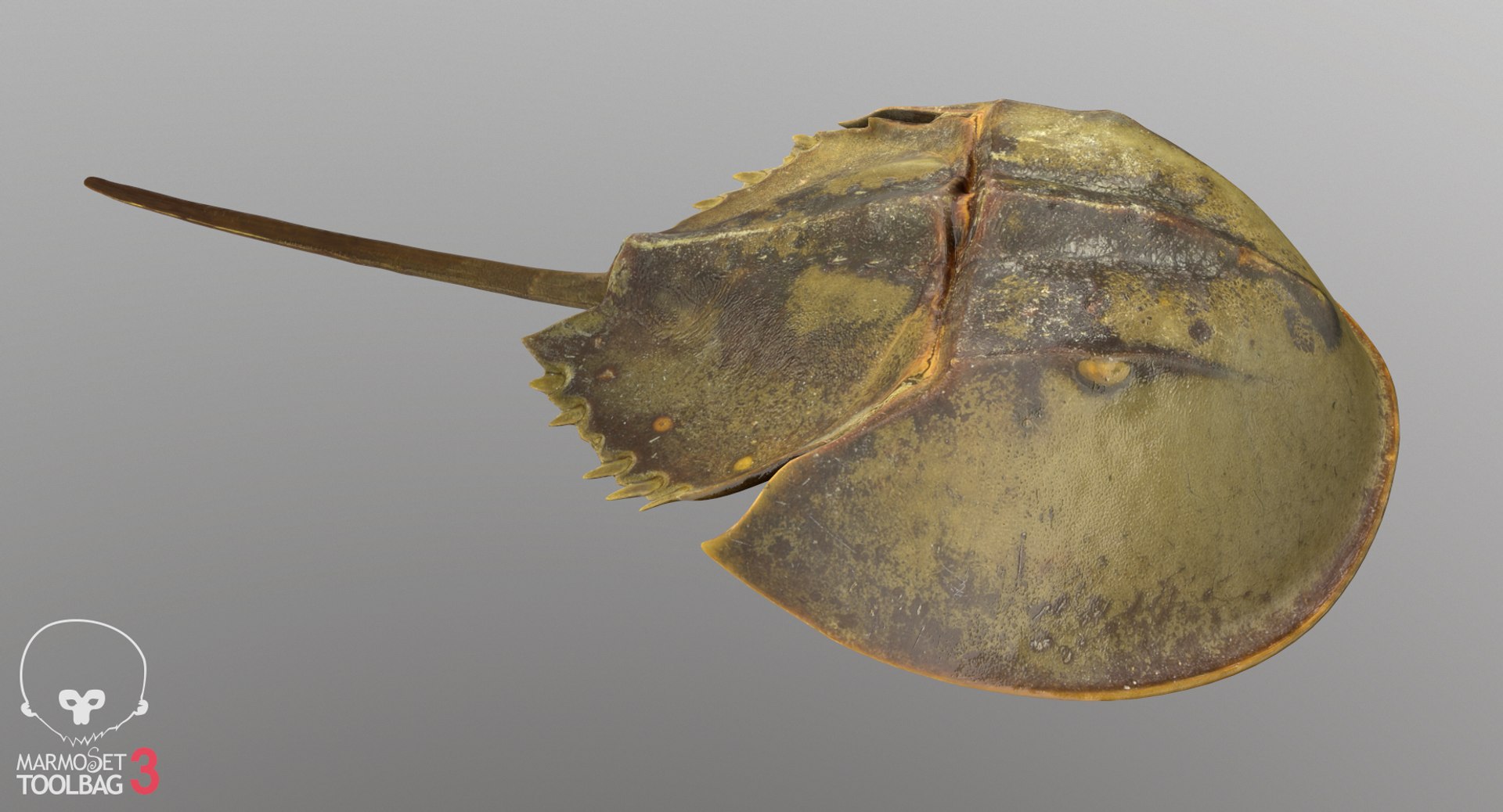 3D horseshoe crab model https://p.turbosquid.com/ts-thumb/Fc/7afXpr/1stF6l0d/screenshot086/png/1520259834/1920x1080/fit_q87/0683fa01d610a633929f6ba6f1c73f9f8eef669b/screenshot086.jpg