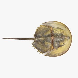 3D horseshoe crab model