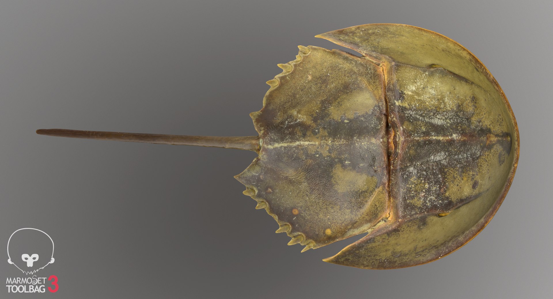 3D horseshoe crab model https://p.turbosquid.com/ts-thumb/Fc/7afXpr/C8O1fB9H/screenshot000/png/1520259834/1920x1080/fit_q87/33a59636ca5a70b37ea5fa8bb6179639cc0a595f/screenshot000.jpg