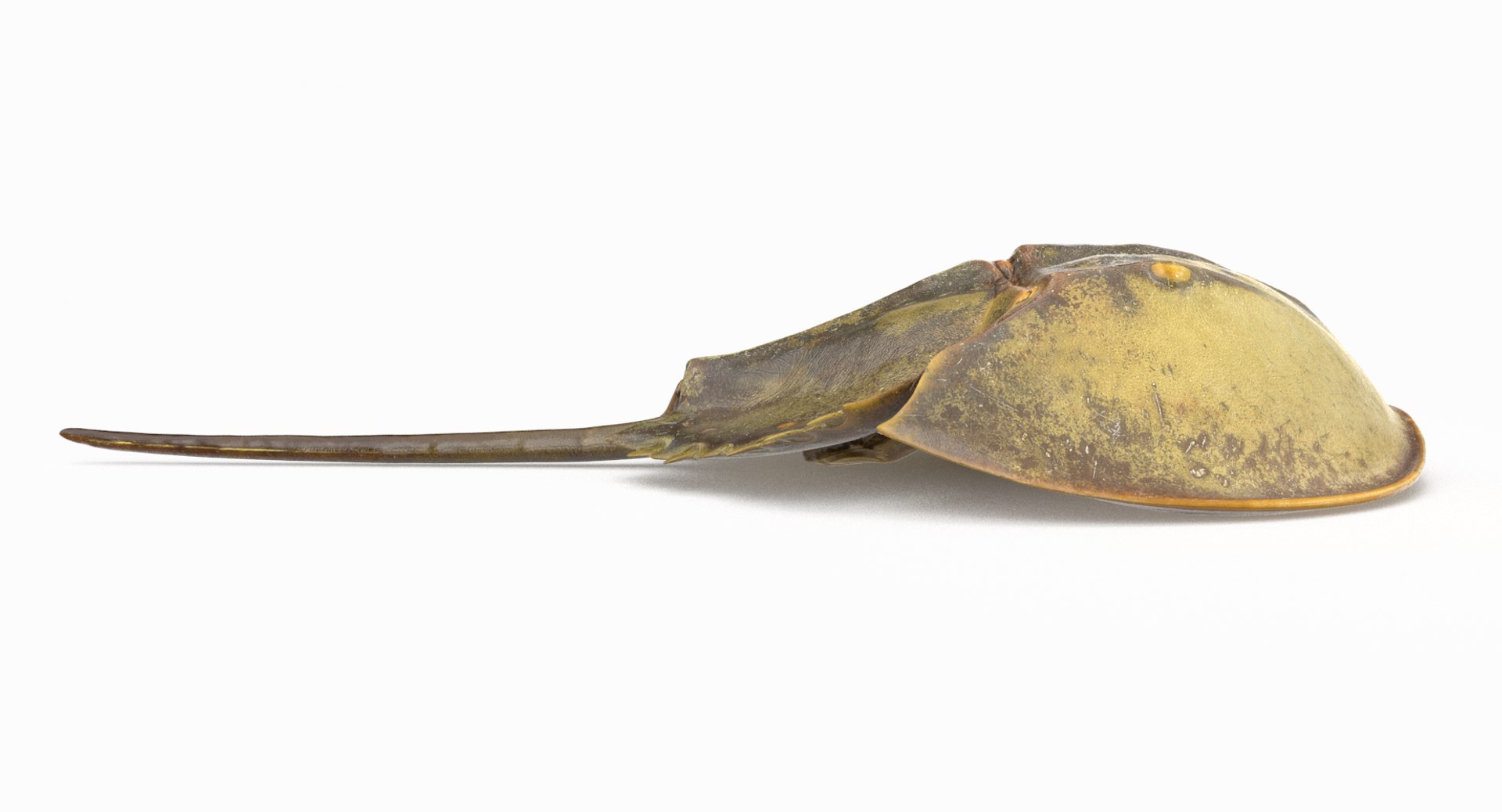 3D horseshoe crab model https://p.turbosquid.com/ts-thumb/Fc/7afXpr/DCWDHQSQ/horseshoecrab_r3/png/1520259834/1920x1080/fit_q87/5b7bc6789a865afceddb73e0c5490af7092f9580/horseshoecrab_r3.jpg