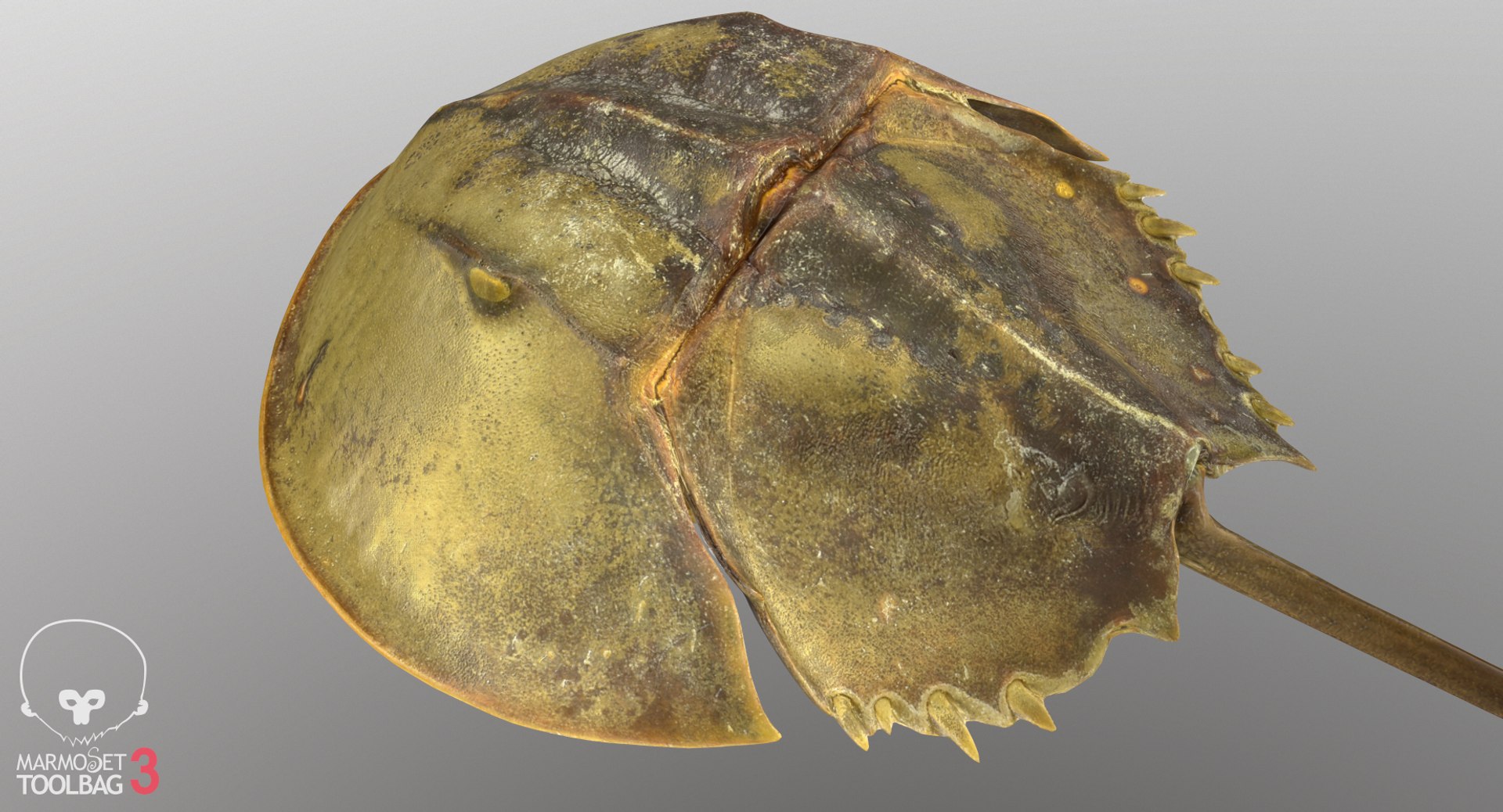 3D horseshoe crab model https://p.turbosquid.com/ts-thumb/Fc/7afXpr/GxZEEh4g/screenshot088/png/1520259834/1920x1080/fit_q87/5aed753208396e1db50da639deb59fe3fd3d9d39/screenshot088.jpg