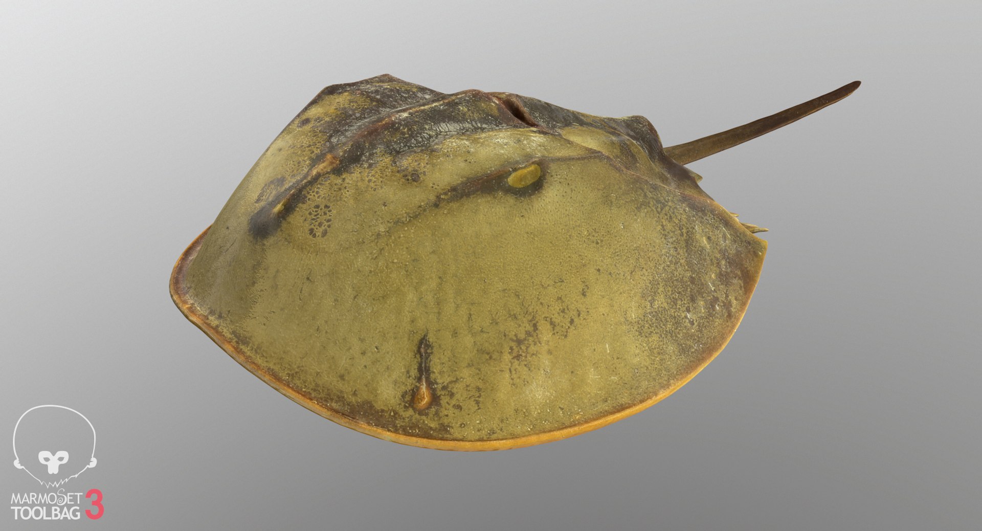 3D horseshoe crab model https://p.turbosquid.com/ts-thumb/Fc/7afXpr/WNW3v2dh/screenshot089/png/1520259834/1920x1080/fit_q87/ae7ddc404fc2833f43d474e660061788b037fbd2/screenshot089.jpg