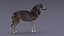 Gray Wolf Rigged