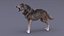 Gray Wolf Rigged