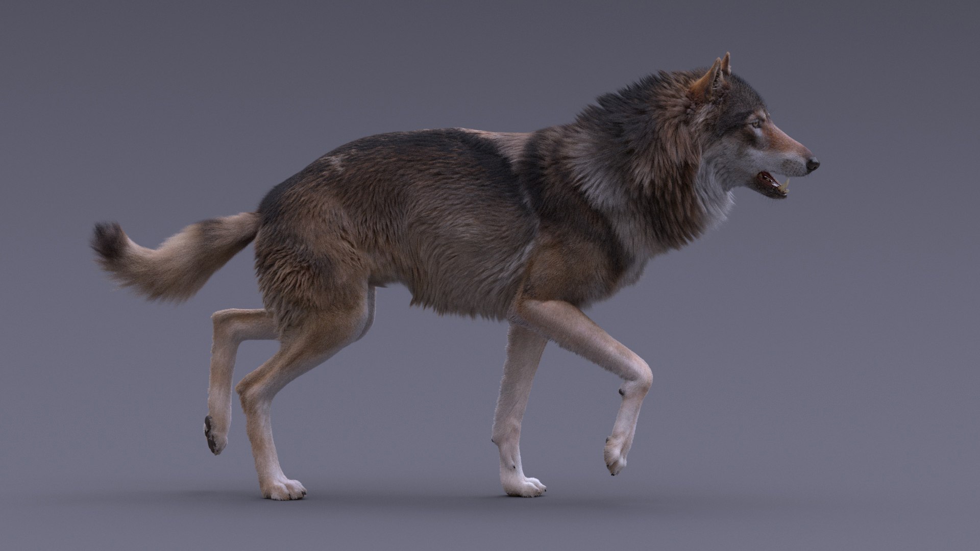 realistic rigged wolf natural 3D model https://p.turbosquid.com/ts-thumb/Fc/MolhaT/MoOz51KT/14/jpg/1595970304/1920x1080/fit_q87/5888ddbefb238cd9eae629886bbed5ad80bc1716/14.jpg