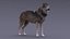Gray Wolf Rigged