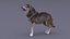 Gray Wolf Rigged