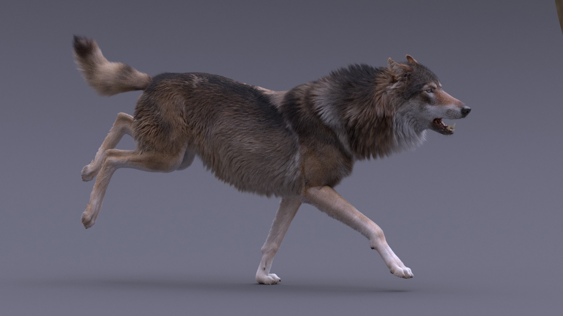 realistic rigged wolf natural 3D model https://p.turbosquid.com/ts-thumb/Fc/MolhaT/hewKaKNp/13/jpg/1595970304/1920x1080/fit_q87/58de9f16bc2f60efba672c7e4f4825e1b502acc9/13.jpg