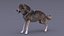 Gray Wolf Rigged