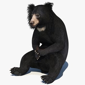 Sloth Bear Animated 2