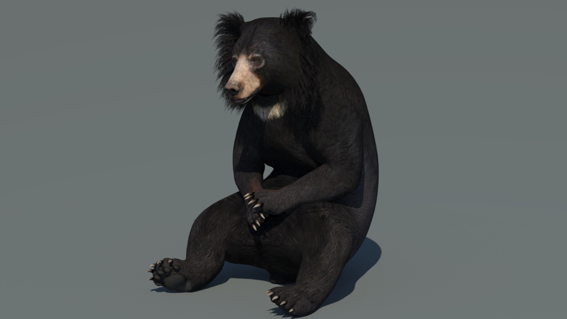 Sloth Bear Animated 2 3D model https://p.turbosquid.com/ts-thumb/Fc/PNVTAa/Bb/slothbear3dmodelanimated01/jpg/1683726010/1920x1080/fit_q87/4a254510945e9e0a997ac996dd16dce384740b1a/slothbear3dmodelanimated01.jpg