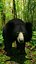 Sloth Bear Animated 2 3D model