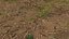 Forest litter ground  scan HD