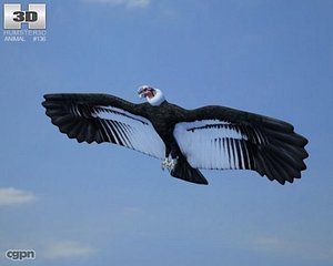 andean condor gryphus 3d model