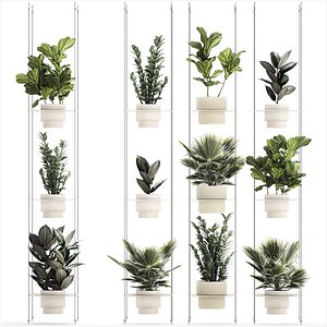 Shelf Hanging Pot Zamioculcas Ficus Fan Palm 1429