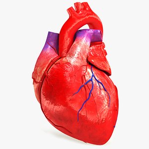Human Heart
