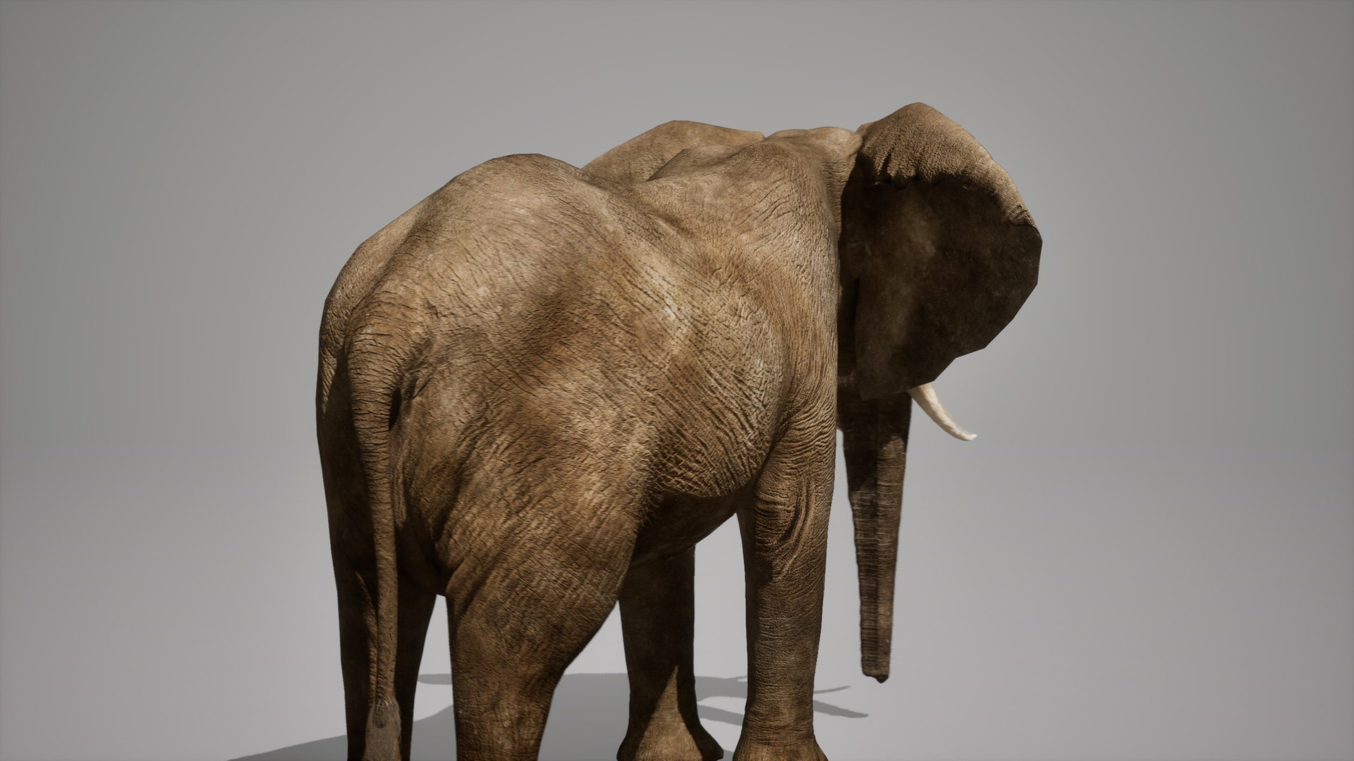 African Elephant RIG UNREAL Project 3D - TurboSquid 2293152