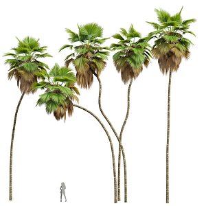 New Plant High detail Pritchardia Pacifica 3D model