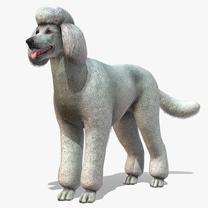 Dog - Poodle model