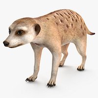 Meerkat Rigged
