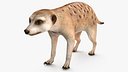Meerkat Rigged