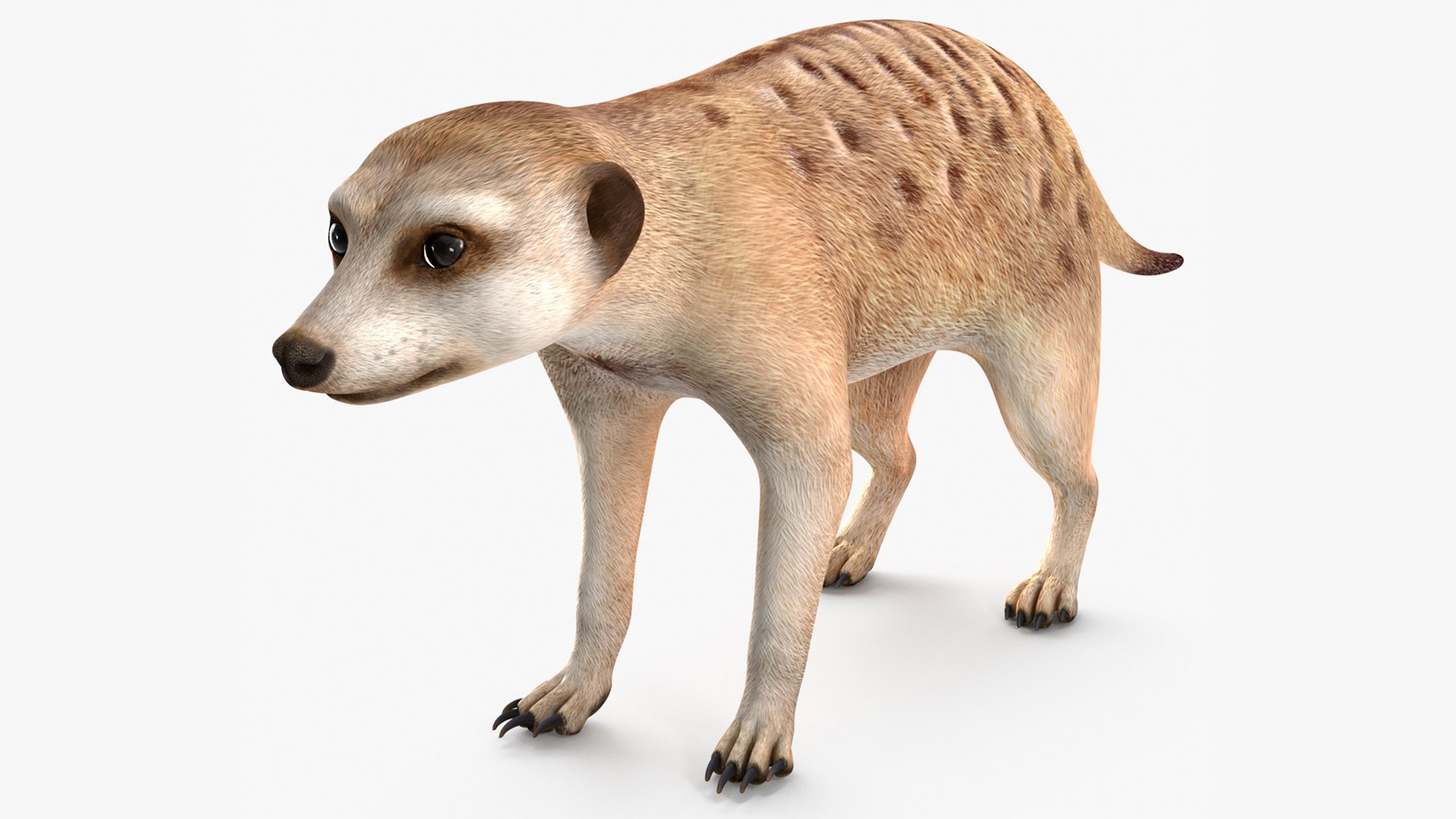 3D Rigged Lion King Animals Collection https://p.turbosquid.com/ts-thumb/Fd/4GtZfB/Sc/meerkatrigged3dmodel001/jpg/1656418087/1920x1080/fit_q87/cf98b8a4831a919bc8625bd84aa517f4c0f15d2c/meerkatrigged3dmodel001.jpg