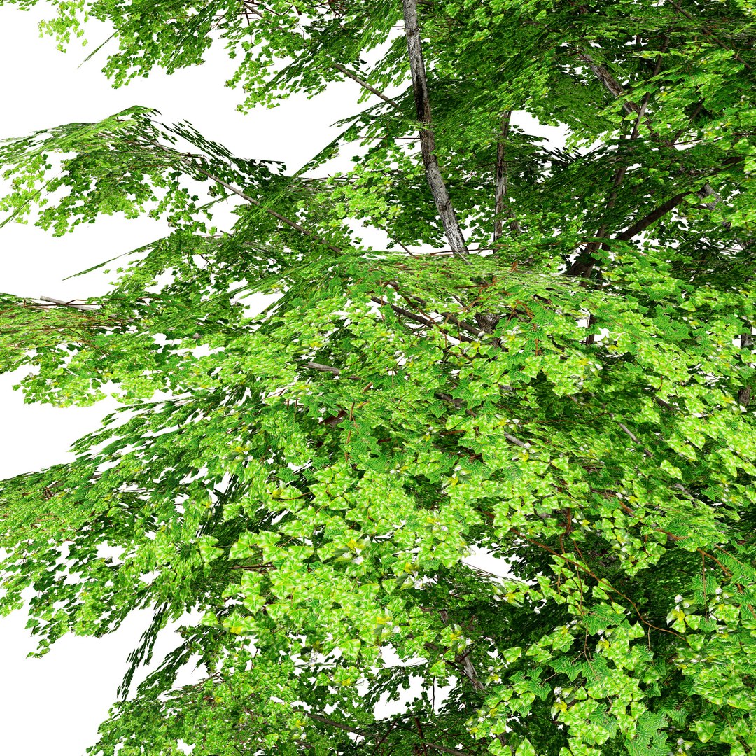 optimized Grijze Populier trees with free tutorial 3D https://p.turbosquid.com/ts-thumb/Fd/896uJ2/7O/grijze_populier_green0202/jpg/1707012070/1920x1080/fit_q87/a2fc9a38d8a9c8ea7a51f7c47d39b228faaa4a1a/grijze_populier_green0202.jpg