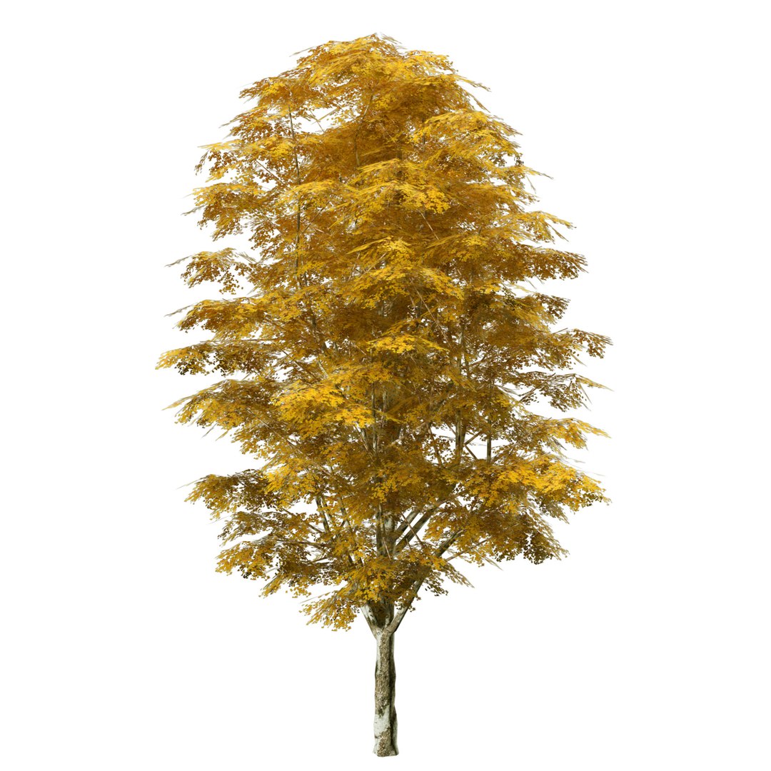 optimized Grijze Populier trees with free tutorial 3D https://p.turbosquid.com/ts-thumb/Fd/896uJ2/E2/yellow_1/jpg/1707012073/1920x1080/fit_q87/c74311ec7734163f896c9970c7e8a62a3e23d7f5/yellow_1.jpg