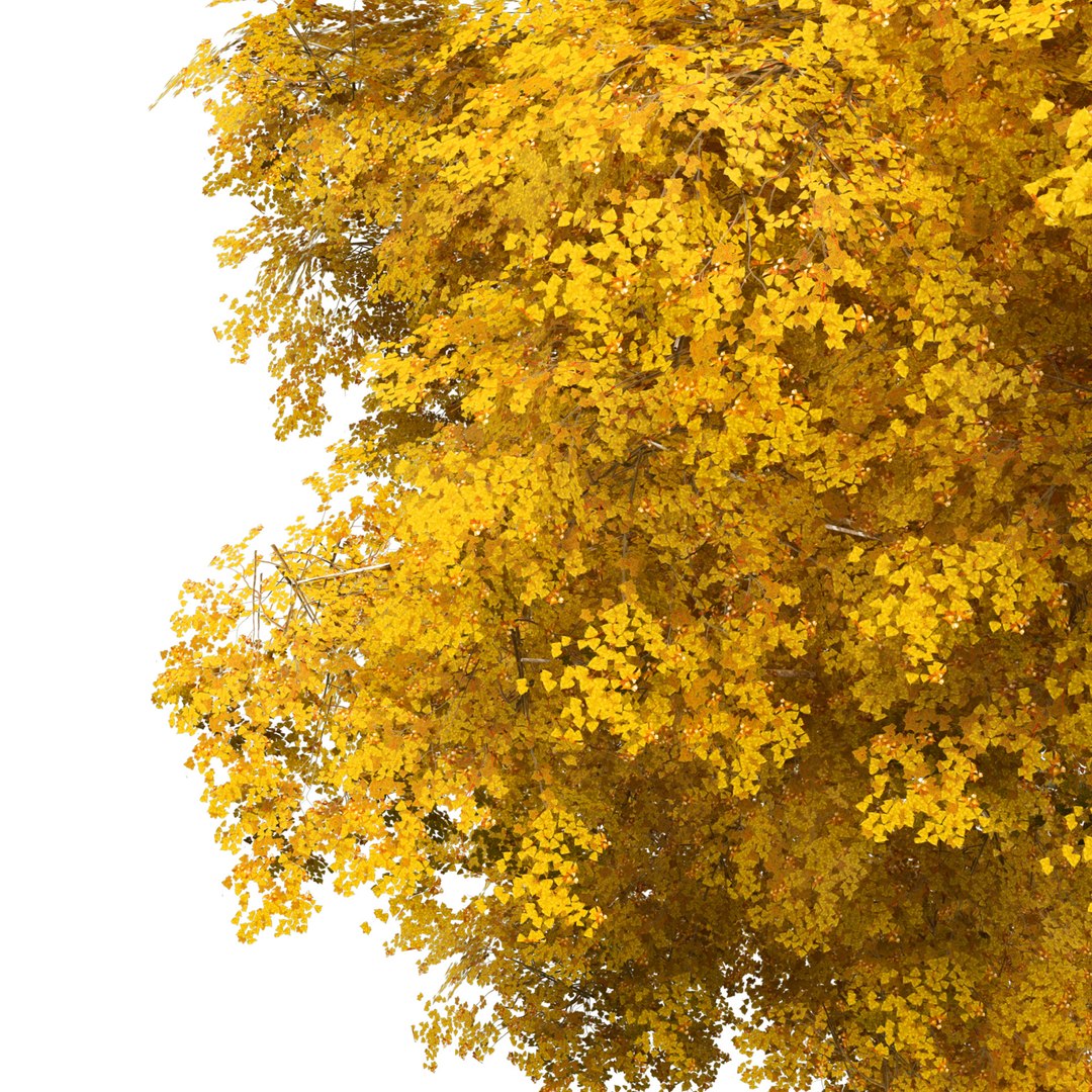 optimized Grijze Populier trees with free tutorial 3D https://p.turbosquid.com/ts-thumb/Fd/896uJ2/RH/yellow_3/jpg/1707012078/1920x1080/fit_q87/4e7aac53374727d1a06c1e82c514c2f60f356937/yellow_3.jpg