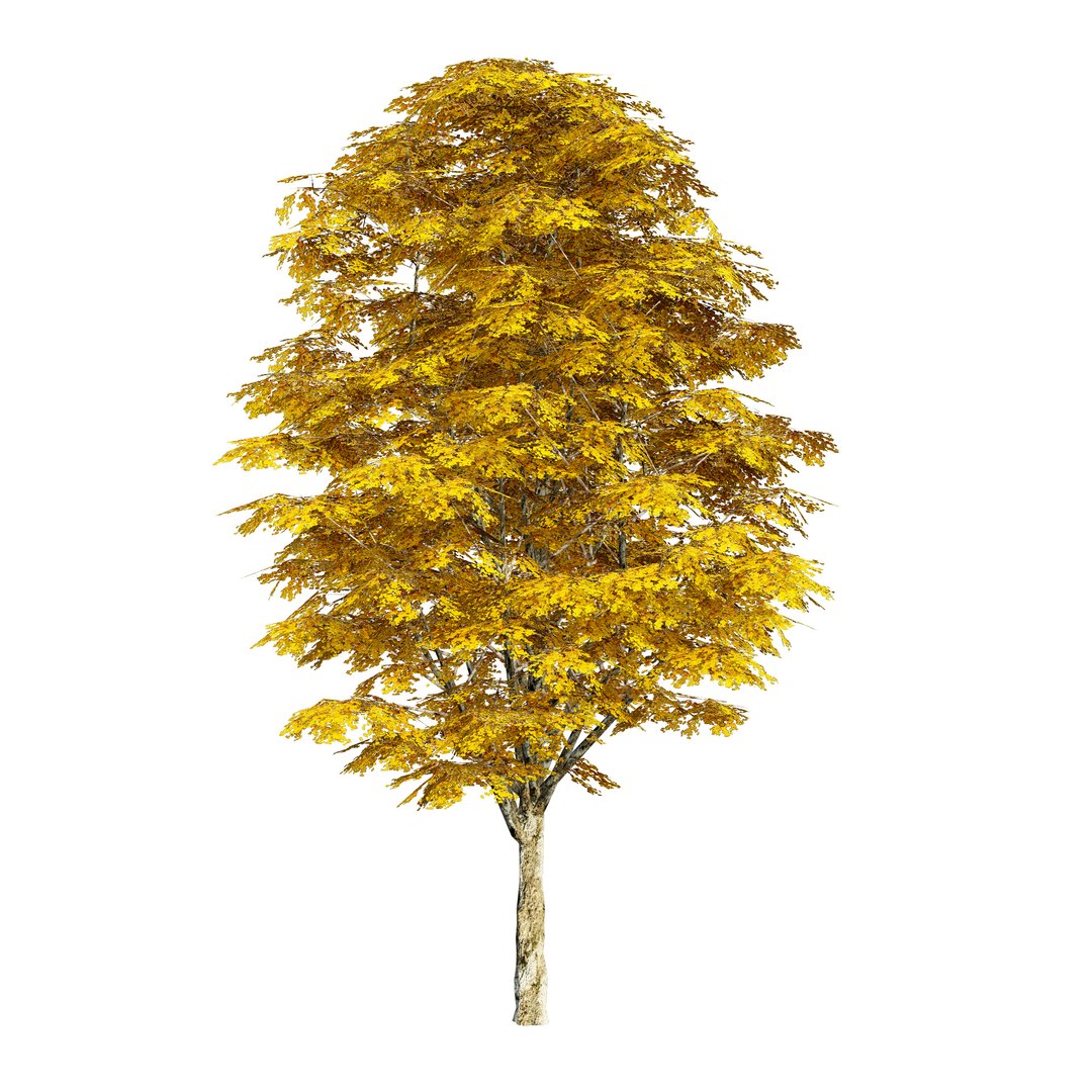optimized Grijze Populier trees with free tutorial 3D https://p.turbosquid.com/ts-thumb/Fd/896uJ2/SB/grijze_populier_yellow_fall/jpg/1707012081/1920x1080/fit_q87/8e2379ce3bd3feeec15f9f80b0baceedfafbf775/grijze_populier_yellow_fall.jpg