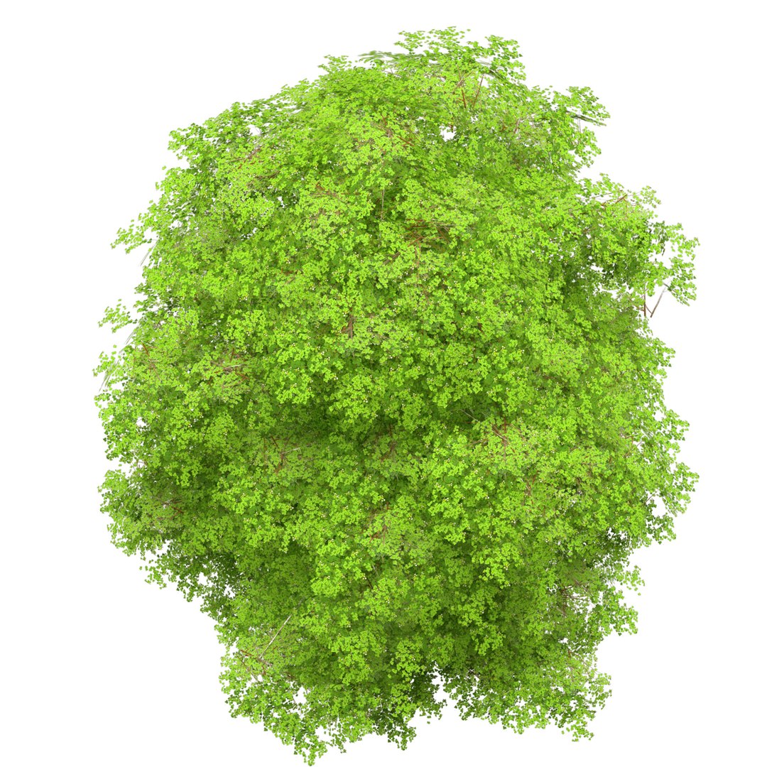 optimized Grijze Populier trees with free tutorial 3D https://p.turbosquid.com/ts-thumb/Fd/896uJ2/VW/green_2/jpg/1707012067/1920x1080/fit_q87/fc5116e0862460f119a1a0d1cddd438ab437bd31/green_2.jpg