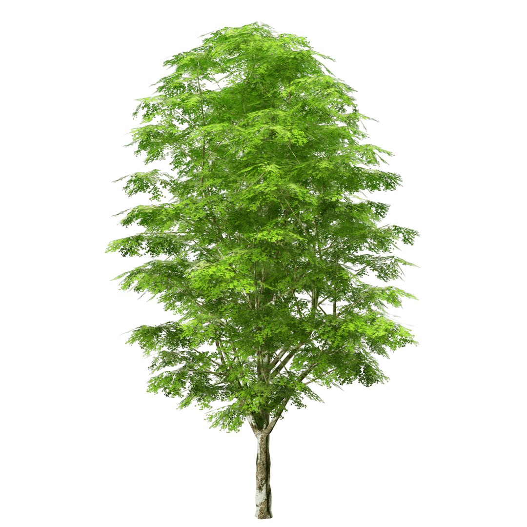 optimized Grijze Populier trees with free tutorial 3D https://p.turbosquid.com/ts-thumb/Fd/896uJ2/n2/green_1/jpg/1707012069/1920x1080/fit_q87/2a90744cd2a267f66b388be4da47da7ef28f53c9/green_1.jpg