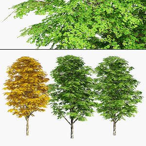 optimized Grijze Populier trees