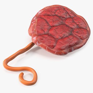 Human Placenta Anatomy Model with Umbilical Cord